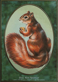 Squirrel - Unglued