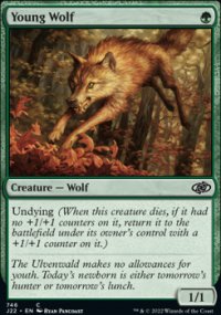 Young Wolf - 